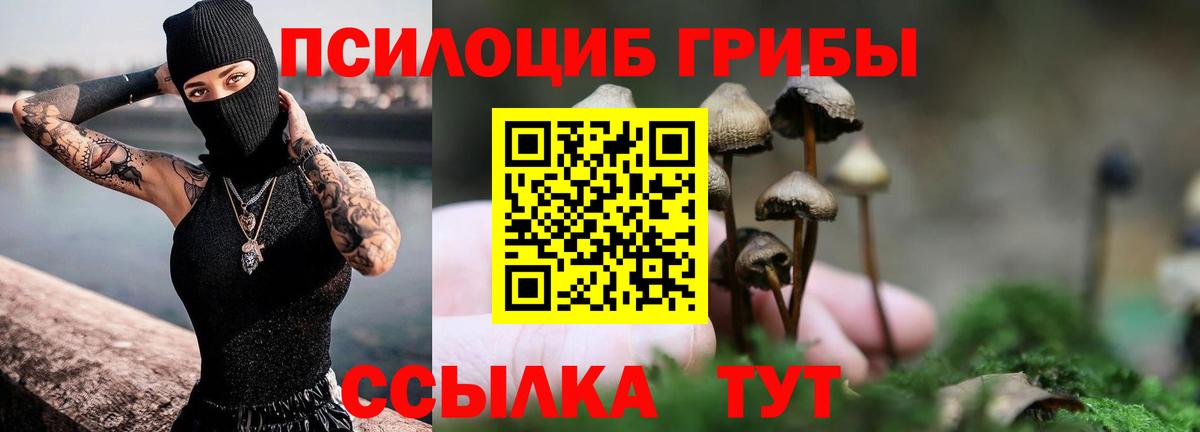 Галлюциногенные грибы Psilocybine cubensis Волжский